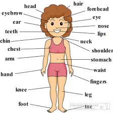 78 curious human body chart for kids