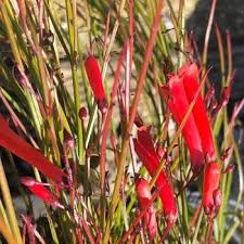 Image result for Russelia sarmentosa