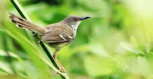 Untuk anda pecinta burung pastinya sudah mengenal burung jika anda ingin menghasilkan burung flamboyan yang rajin gacor anda harus rutin merawatnya dan harus telaten dan anda harus perhatikan tips dan trik. Habitat Asli Dan Jenis Jenis Burung Ciblek Di Indonesia