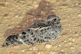 Then the next morning you would share that. Photos Pennant Winged Nightjar Caprimulgus Vexillarius Birds Of The World