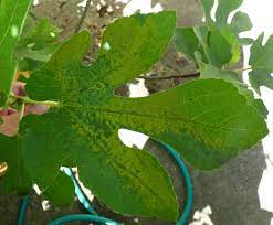 Imtrade is a manufacturing and r&d company focused on developing effective agricultural chemical solutions specifically for australian growers. Fig Tree Mosaic Information How To Treat Fig Mosaic Disease