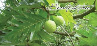 We did not find results for: Breadfruit Tree Barbados Pocket Guide