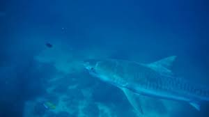 If you are looking for a scuba divers dream dive location, then cocos island is the place for you. Scuba Diving With A Tiger Shark At Cocos Island Costa Rica Turtle Island Restoration Network