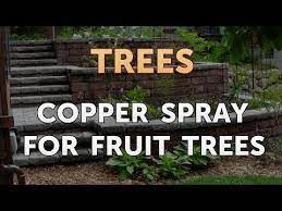 Copper Spray For Fruit Trees Youtube
