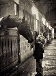 kiss me you big horse 3 beautiful horses horse love horses
