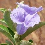 Image result for Bonamia spectabilis