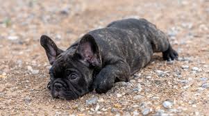 Trova immagini stock hd a tema black brindle french bulldogfrench bulldogark green e milioni di altre foto, illustrazioni e contenuti vettoriali stock royalty free nella vasta raccolta di shutterstock. Brindle Dog Breeds 25 Striped Pups With Beautiful Coats