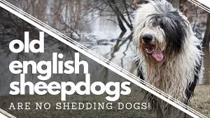 At what time do old english sheepdogs shed the most? Wish We Had Known Before Getting An Old English Sheepdog Do Not Shed Ed Mel Youtube