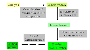 4 1 Protein Purification Biology Libretexts