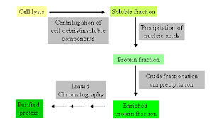 4 1 protein purification biology libretexts