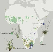 Image result for Oropetium capense