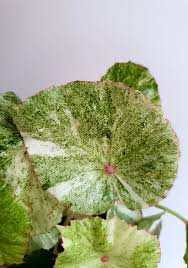 Image result for Begonia clypeifolia