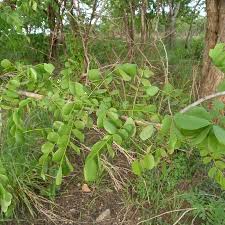 Image result for Dalbergia melanoxylon