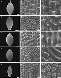 Image result for Urochloa leersioides