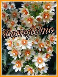 Pin Di Gloria Pezzini Su Buongiorno Senza Citazioni Buongiorno Fiori Buongiorno Buona Giornata