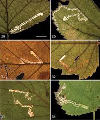 Stigmella naturnella (Klimesch, 1936) (Lepidoptera, Nepticulidae) a  fast-spreading European leafminer of Betula, with a revised key to linear  leafmines on Betula