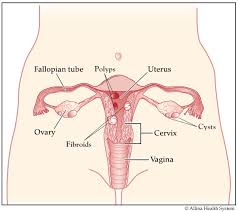 Female Reproductive System Hysterectomy Surgery Allina Health