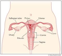 The female reproductive system is made up of different organs that can be found both inside and outside the body. Female Reproductive System Hysterectomy Surgery Allina Health