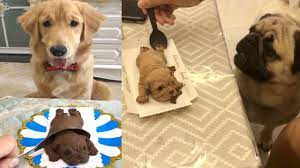 Funny Dog Reaction To Dog Cake Dog Cake Reaction Compilation Youtube