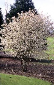 We did not find results for: Serviceberry Landscape Trees Shrubs Garden Shrubs