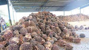 Selain disukai karena rasanya yang gurih, kacang tanah juga kaya akan manfaat. Harga Sawit Di Singkil Kembali Anjlok Serambi Indonesia