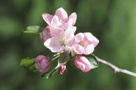 Pin On Apples