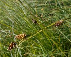Image result for Carex mildbraediana