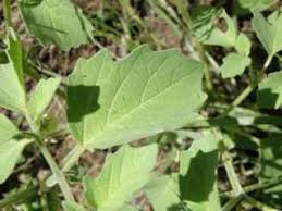 Image result for Physalis pubescens