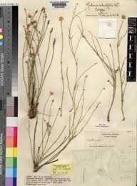 Image result for Mechowia grandiflora