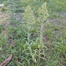 Image result for Erigeron sumatrensis