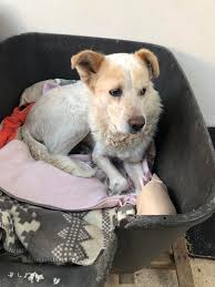 Neapolitan mastiff adoption in Connecticut