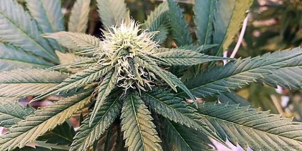 TRAFFICO DI CANNABIS VERSO L’EUROPA, EUROPOL RAFFORZA LA COOPERAZIONE CONTRO LE RETI CRIMINALI