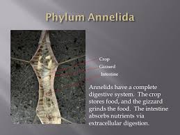 Joseph Leprince Brandon Studt Sponges Use Intracellular Digestion In Individual Cells They Are Filter Feeders And Do Not Have A Digestive System They Ppt Download