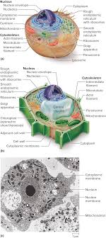 Diagram Of Eukaryotic Vs Prokaryotic Cell Prokaryotic Cell Cell Diagram Eukaryotic Cell