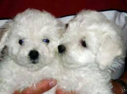 Search our free bolognese breeders directory, the largest breeder directory in the united states and canada. Bolognese Puppies For Sale Photos Facebook