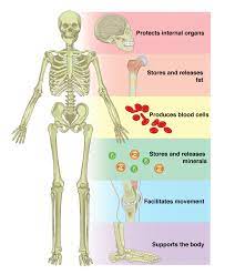 The types of bones and skeleton of the human body. 6 1 The Functions Of The Skeletal System Anatomy Physiology
