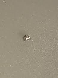 What Is This Little Bug About The Size Of A Poppy Seed In Northen Illinois I Keep Finding Them On My Legs Doesn T Look Like A Tick R Whatsthisbug