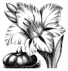 Check spelling or type a new query. Vintage Clip Art Flower Engravings Gladiolus And Dahlias The Graphics Fairy