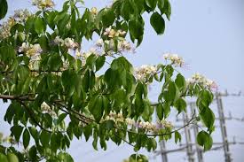 Image result for Crateva