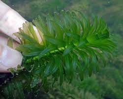 Cara merawat aquascape tanpa co2 dan pupuk dasar. 8 Tanaman Aquascape Tanpa Inject Co2 Atau Low Co2 Pemula Binatang Peliharaan