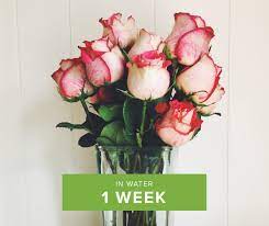 How Long Do Roses Last? | Proflowers