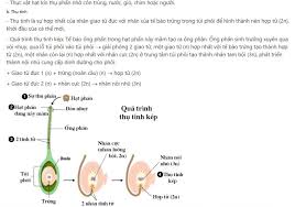 Check spelling or type a new query. Sinh Sáº£n Há»¯u Tinh á»Ÿ Thá»±c Váº­t Sinh Há»c Lá»›p 11 Giao Vien Viá»‡t Nam