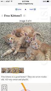 See more of free kittens on craigslist on facebook. Free Cat Near Me Craigslist Online