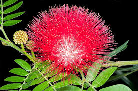 Image result for Calliandra haematocephala