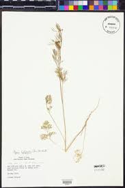 Image result for Apium leptophyllum