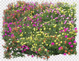 Purple Pink And Yellow Moss Roses Flower Texture Mapping Bed Top View Transparent Background Png Clipart Flower Texture Trees Top View Tree Psd