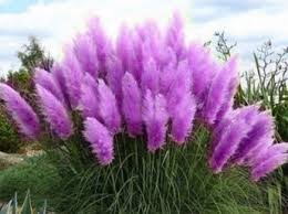 Pflanzen Fur Trockene Und Sonnige Standorte Garten Bepflanzen Pflanzen Garten