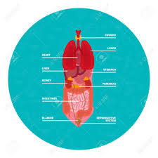 These internal and external body parts have various functions in the body, such as digestion, excretion, breathing, circulation,reproduction. Round Banner With Human Organs Human Body Internal Organs And Royalty Free Cliparts Vectors And Stock Illustration Image 124210362
