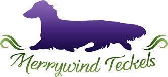 Our waiting lists can become quite long. Merrywind Teckels Miniature Longhair Dachshunds