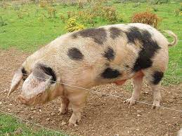 Most Notable And Popular Spotted Pigs You May Want To Raise Pig Breeds Pig Gloucestershire Old Spots